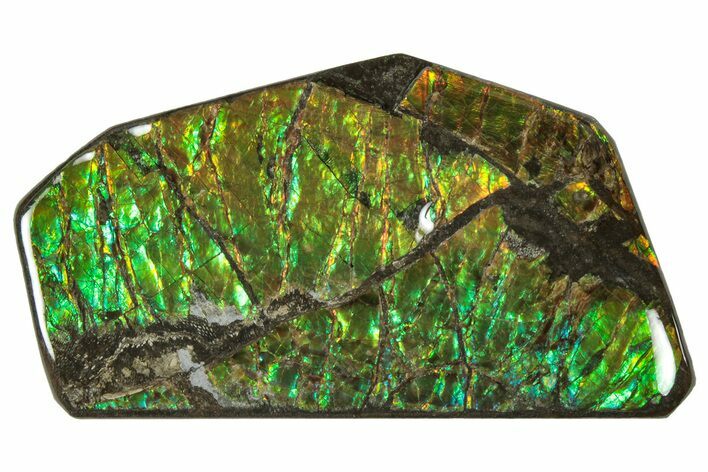 Iridescent Ammolite (Fossil Ammonite Shell) - Alberta, Canada #301633